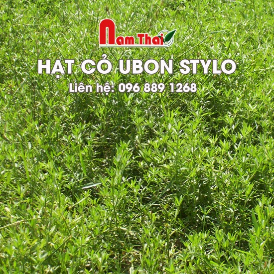Hạt cỏ Ubon Stylo